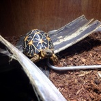 いえたろうとかめたろう