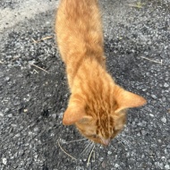 ガリガリのシータさんのみたいな茶トラの子猫を保護しました。①