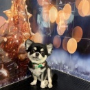 トリミングのお客様(15・16日)