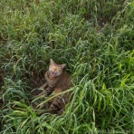 猫写真家・沖 昌之のブログ　野良ねこちゃんねる。　