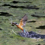 「海とカワセミ」のブログ