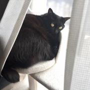 【猫写真】リラックス中のシニア猫