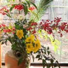 『【ピノ子日記】昨年の振り返りと新年の目標』の画像