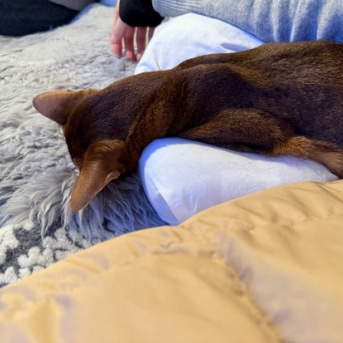 頭落っこち寝のりすたん