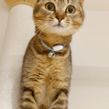 『【写真】 御猫様』の画像