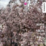 ぱっぽとにゃんの仲良しブログ♡♡♡