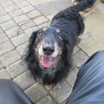 トドロキいぬ軍団報