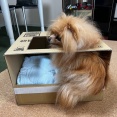 その後の段ボールハウス