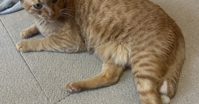 元気だった猫のおしっこが黄色い！猫のトイレは健康のバロメーター。