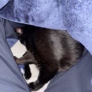 【猫写真】猫たちの昼寝の場所がかわりました