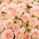 『着物の丸洗いと光沢加工を頼んだ（２）』の画像