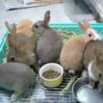 ペットコーナーハヤセガワ 海老名の残像