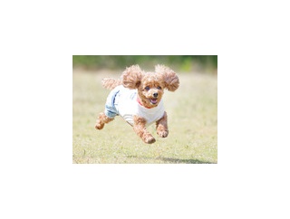 5-14-3　河内　アンジュちゃん　10歳　南あわじドッグラン・飛行犬撮影所にて