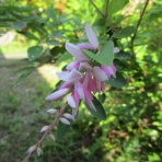 マツゴロウの山野草