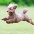 6-22-1　坂本　シキくん　11か月　南あわじドッグラン・飛行犬撮影所にて