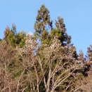 ジャガイモの種イモ蒔き