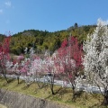 花桃の里