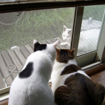 やさしいねこ　１４