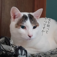 猫も更年期あるのかしら？と、紫色の宝石レジンつくりました。