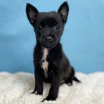 わん１００（ワンハンドレッド）四街道店