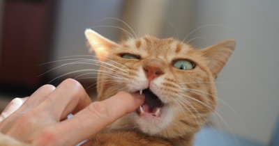 噛んでにゃ〜い！