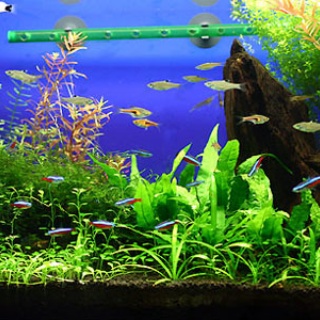 アクアリウム速報