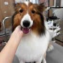 トリミングのお客様✂️