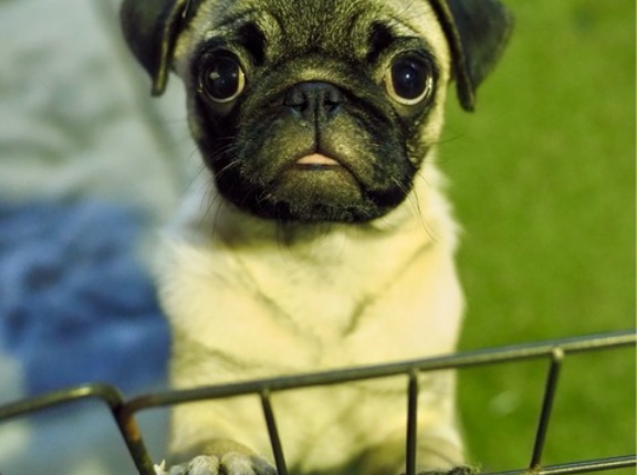 パグのハグちゃん、お見合い成功です。👍