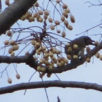 いつも居留守の　在氣呂（imasu_kero）のblog