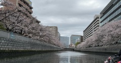 【東京お花見2026】大横川のお花見クルーズが最高すぎた！深川さくらまつり体験レポ