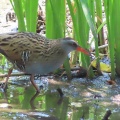 野鳥クイナを撮る🪿📸（多々良沼公園）