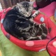猫との出会い書いてけ