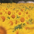 益子のひまわり畑、ついでの根本山