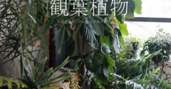 新入り観葉植物＆旅行の余韻と【PR】