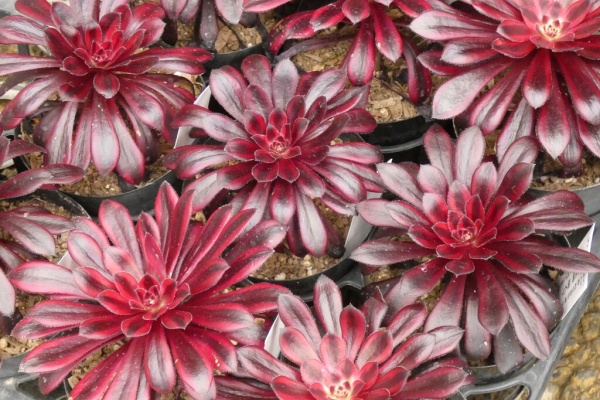 花安のスタッフブログ