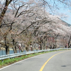 飛騨かなやまの桜　開花状況 2026