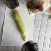 ウランにとうもろこしをお供えしました