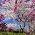 長野で4月の桜を見る