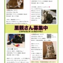 可愛い４匹の成猫さん、里親募集しています！