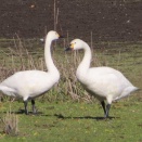 オオハクチョウとコハクチョウを撮る🦢🦢（多々良沼公園）