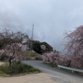 しだれ桜の里まつり茶会　鳥取第一支部