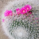 今年も咲いてくれたぞ。