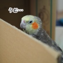 ダンボール好きなニュー