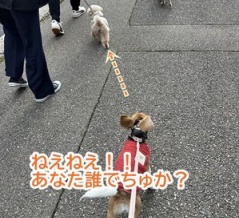 不思議体験とあの一家の新メンバー