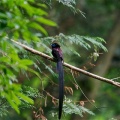 埼玉某所にあの野鳥を探しに行きました！