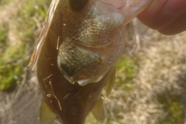 新潟中越エギング魂 ライデンのブログ