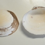 図鑑を作る（二枚貝編）