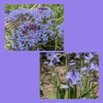 SPEED OF SOUNDS の 音速宇宙漂流記