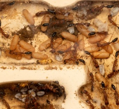 インドクワガタアリが大好き！！