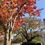 アラフィフ女子！ 《婚活卒業までカウントダウンの道のり》